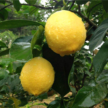 

Egrow 20 Pcs/Pack Edible Yellow Lemon Seed